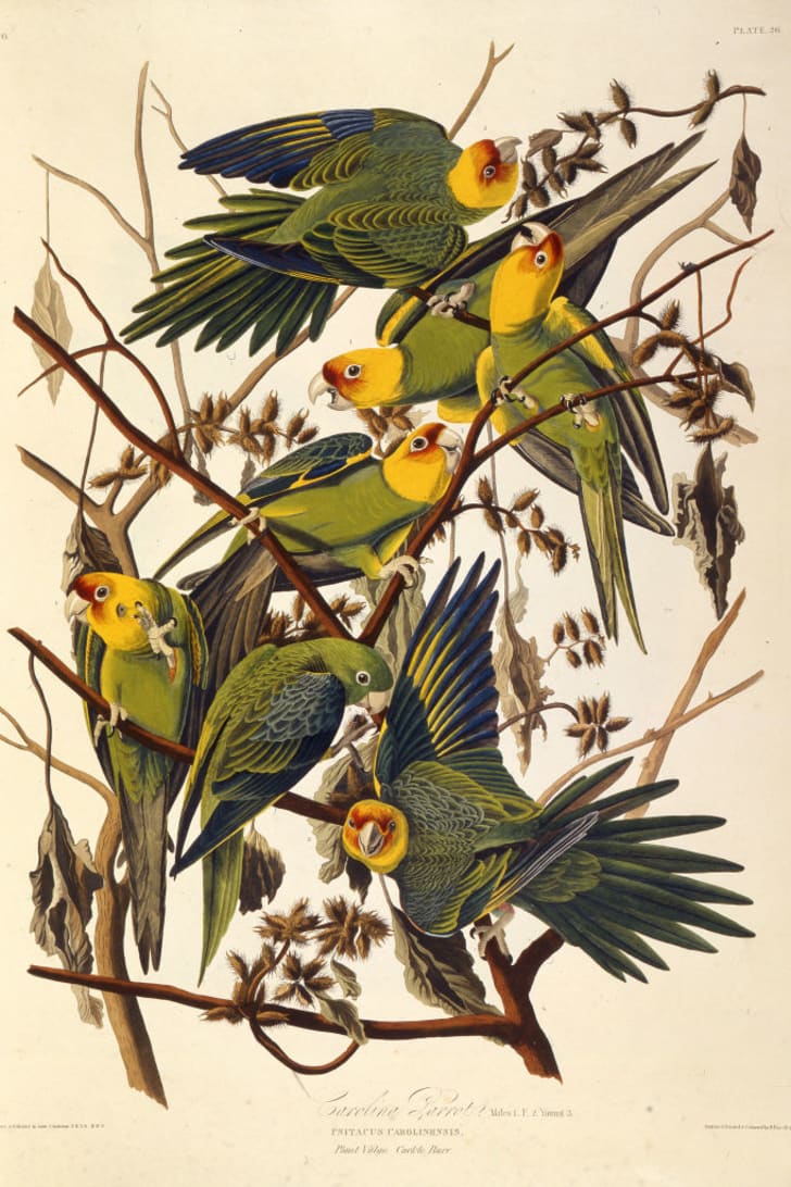 The Carolina Parakeet by John James Audubon