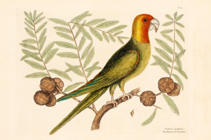 ‘The Parrot of Carolina,’ by Mark Catesby, circa 1731-1743